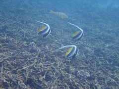 Heniochus