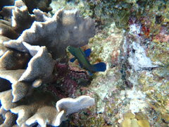 Cephalopholis formosa