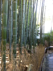 Phyllostachys edulis