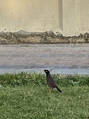 Acridotheres tristis