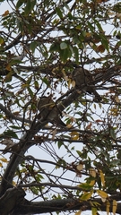 Passer montanus