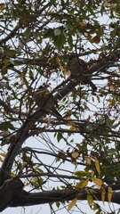 Passer montanus