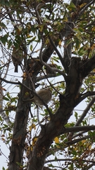 Passer montanus