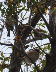 Passer montanus