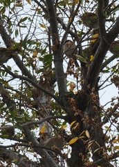 Passer montanus