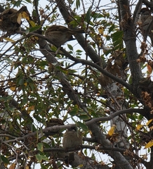 Passer montanus
