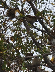 Passer montanus