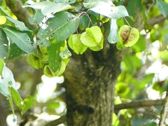 Terminalia elliptica