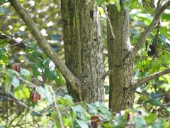 Terminalia elliptica