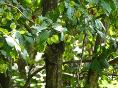 Terminalia elliptica
