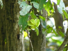 Terminalia elliptica