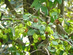 Terminalia elliptica