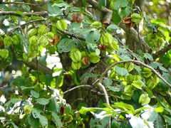 Terminalia elliptica