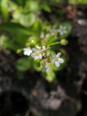Samolus subnudicaulis