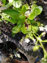 Samolus subnudicaulis