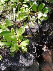 Samolus subnudicaulis