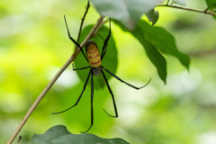 Trichonephila fenestrata