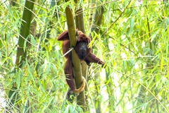 Alouatta