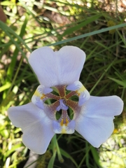 Phalocallis coelestis