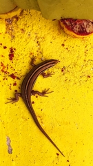 Eutropis bibronii