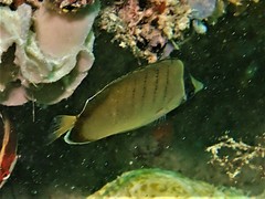 Chaetodon assarius