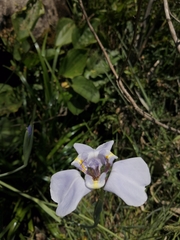 Phalocallis coelestis