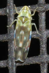 Erythroneura reflecta