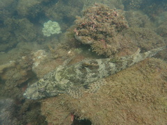 Cymbacephalus