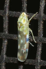 Erythroneura reflecta