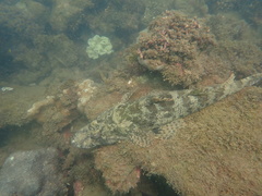 Cymbacephalus