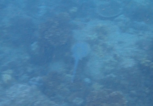 Bluespotted Fantail Ray (Taeniura lymma)