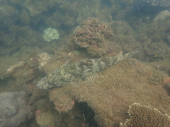 Cymbacephalus
