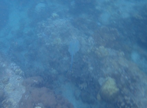Bluespotted Fantail Ray (Taeniura lymma)