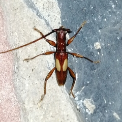 Gnomibidion fulvipes