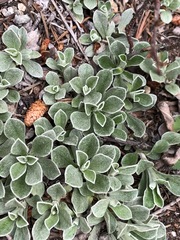 Antennaria marginata