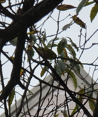 Zosterops japonicus