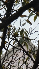 Zosterops japonicus
