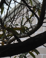 Zosterops japonicus