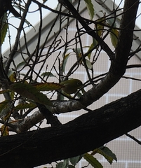 Zosterops japonicus