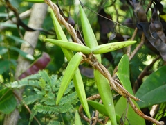 Cryptolepis buchananii