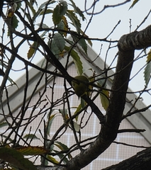 Zosterops japonicus
