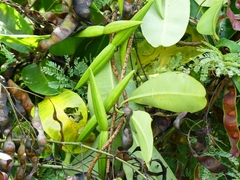 Cryptolepis buchananii