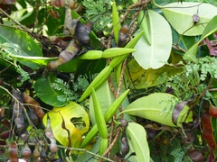 Cryptolepis buchananii