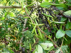 Cryptolepis buchananii