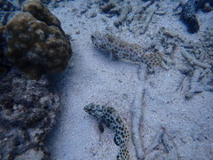 Epinephelus quoyanus