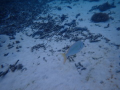 Scolopsis monogramma