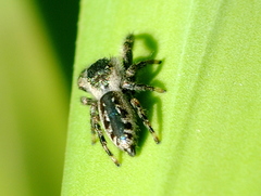 Mburuvicha galianoae