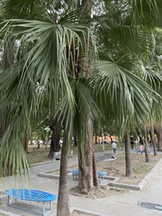 Livistona chinensis
