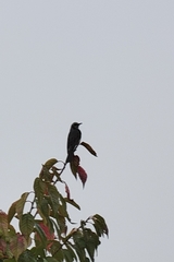 Hypsipetes amaurotis