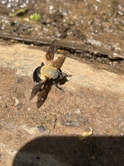 Senaspis elliotii